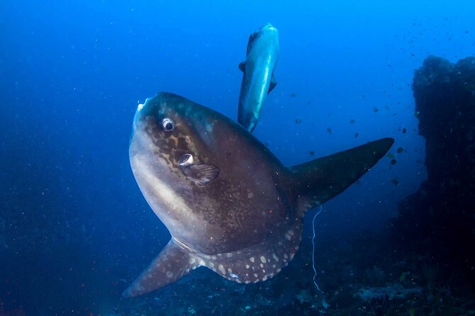 Nusa Penida 3 Fun Dives Boat Trip (For Certified Divers) - 3-Tank Reef Day With Weather-Selected Sites Around Nusa Penida