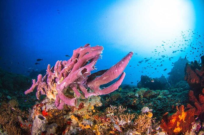 Nusa Penida 3 Fun Dives Boat Trip (For Certified Divers) - Third Underwater Session After Lunch: When the Ocean Has the Final Say