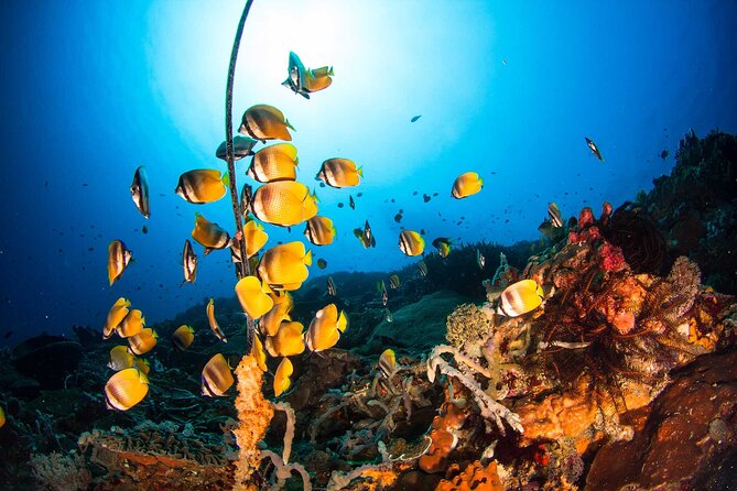 Nusa Penida 3 Fun Dives Boat Trip (For Certified Divers) - Marine Life Chances: Mantas, Turtles, Reef Sharks, and Small Characters Too