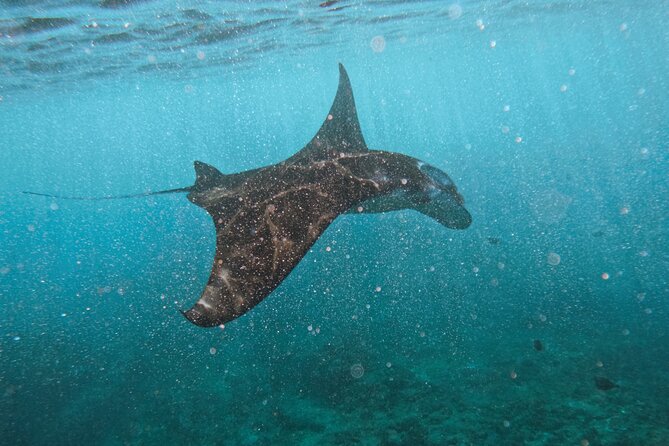 Nusa Penida day trip: boat, 4 snorkeling, Manta rays & Land tour - Key highlights to know before you go