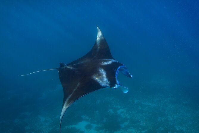 Nusa Penida day trip: boat, 4 snorkeling, Manta rays & Land tour - Wall Bay and the manta-ray finale at Manta Point or Manta Bay