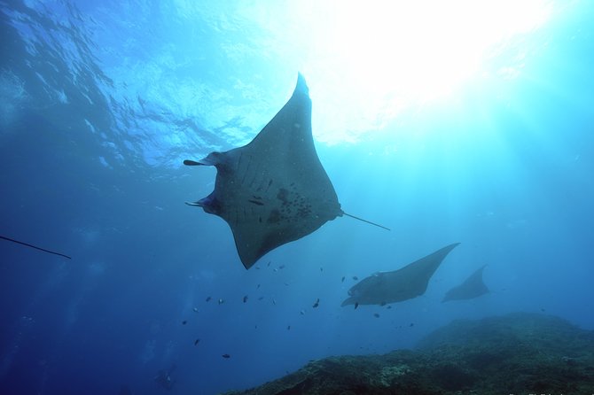 Nusa Penida Day Trip for 3 dives - Key points before you go