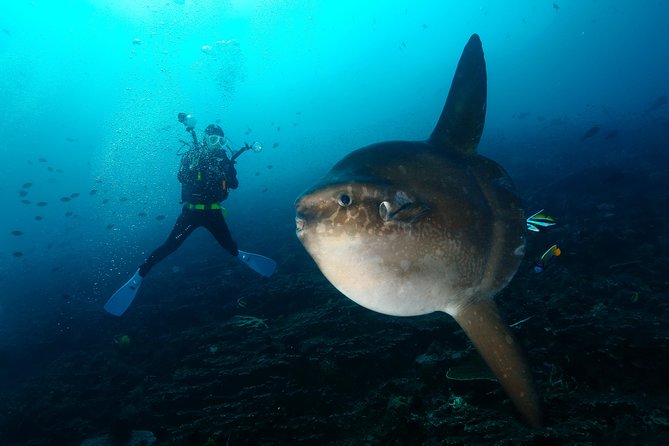 Nusa Penida Day Trip for 3 dives - Nusa Penida drift routes: why this trip feels like a real change of scenery