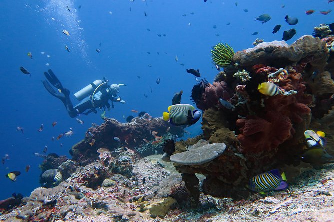 Nusa Penida Day Trip for 3 dives - Marine life odds: manta rays, mola-mola season, and cold-water surprises