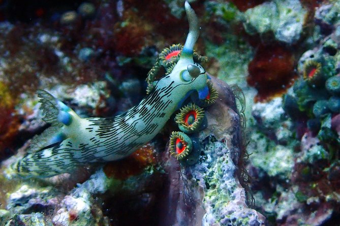 Nusa Penida Day Trip for 3 dives - Nitrox 32% for certified divers: how it can help your day