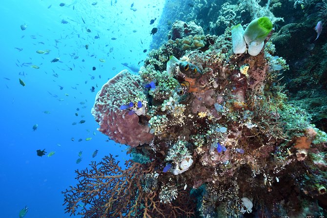 Nusa Penida Day Trip for 3 dives - The Bali Scuba operation: organized, friendly, and built for a smooth day