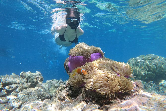 Nusa Penida Island Tour Package With Snorkeling - Quick take: what stands out most