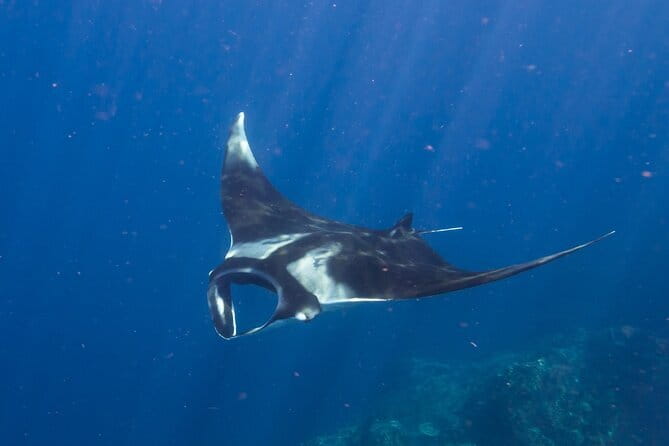Nusa Penida : Snorkeling Trip Manta Point, Gamat Bay and Wall Bay - Stop 1: Manta Point and the real odds of seeing mantas