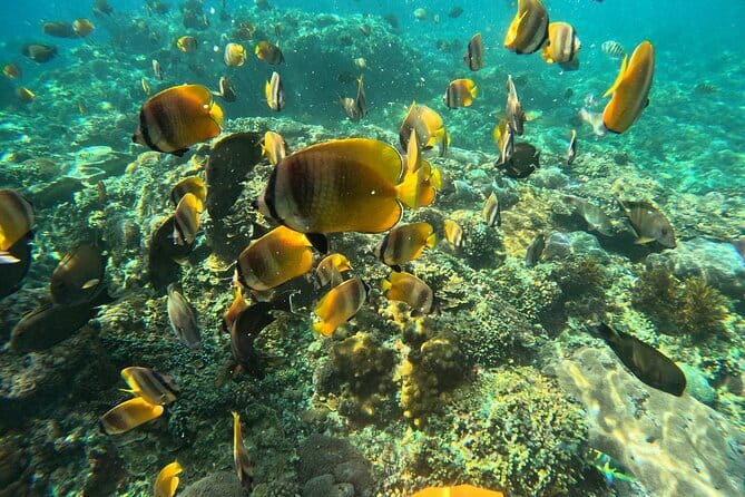 Nusa Penida : Snorkeling Trip Manta Point, Gamat Bay and Wall Bay - Photos and GoPro videos: how the included camera benefits you