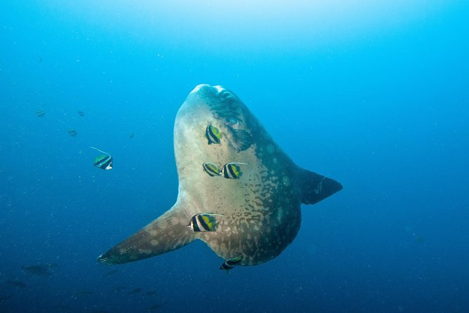 Nusa Penida Three Dives Trip for Certified Divers - Key things I’d watch for before you go