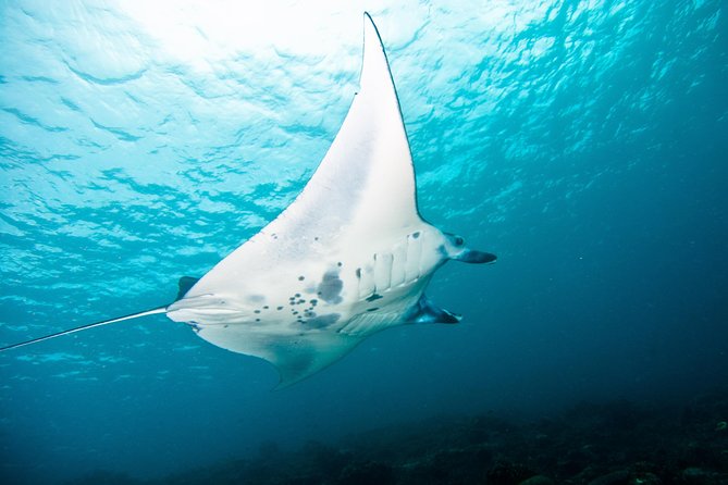 Nusa Penida Three Dives Trip for Certified Divers - Why Nusa Penida’s Manta Point and East Penida are worth the effort