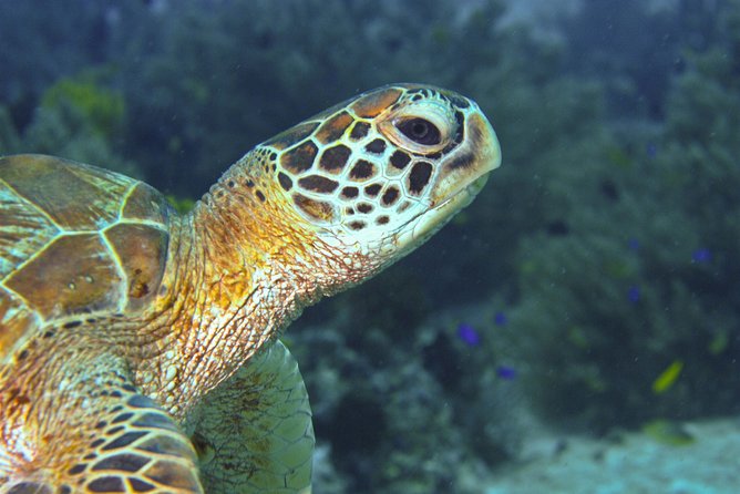 Nusa Penida Three Dives Trip for Certified Divers - Small groups and matching levels: how the guiding setup works