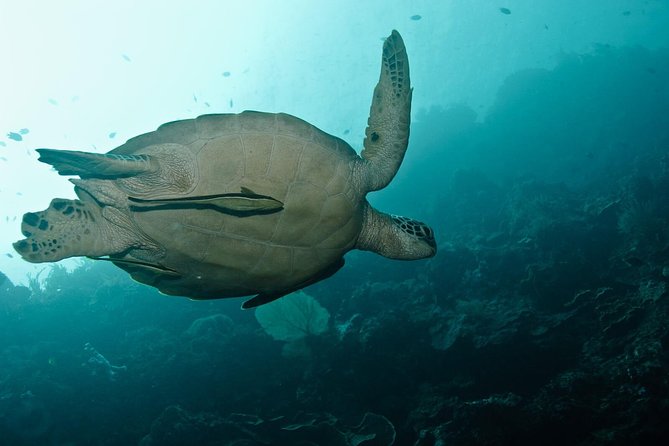 Nusa Penida Try Scuba Diving Program - for Non-Certified Divers - A Try-Scuba Plan Made for Non-Certified People