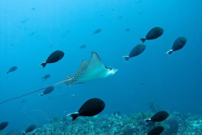 Nusa Penida Try Scuba Diving Program - for Non-Certified Divers - The 30–40 Minute Briefing: What You Learn Before Water Time