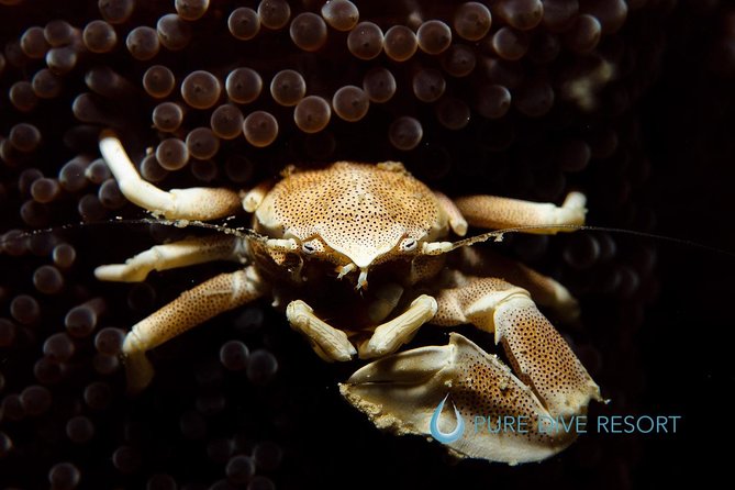 Nusa Penida Two Dives Trip for Certified Divers - Guides, level-matching, and the comfort of small groups
