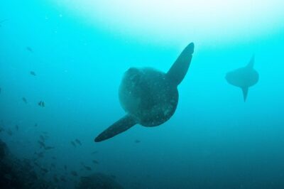 Nusa Penida Two Dives Trip for Certified Divers - Session one: Manta Point and the “maybe it happens” factor