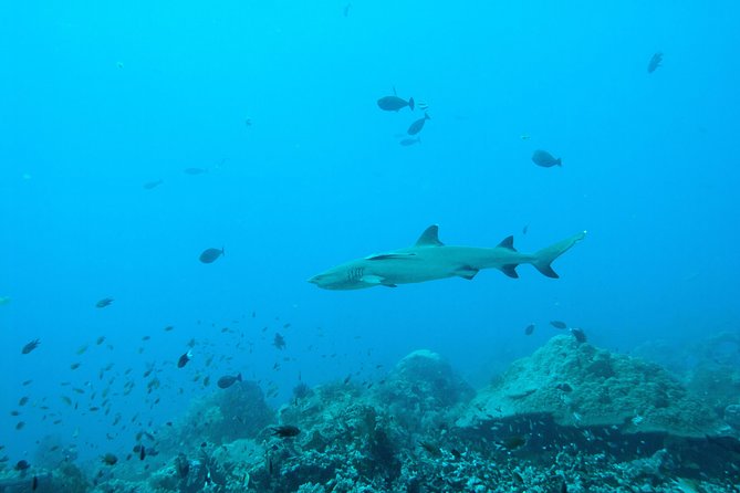 Nusa Penida Two Dives Trip for Certified Divers - Who should book this outing (and who should skip it)