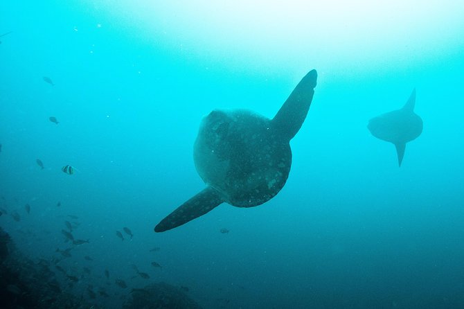 Nusa Penida Two Dives Trip for Certified Divers - Session one: Manta Point and the “maybe it happens” factor
