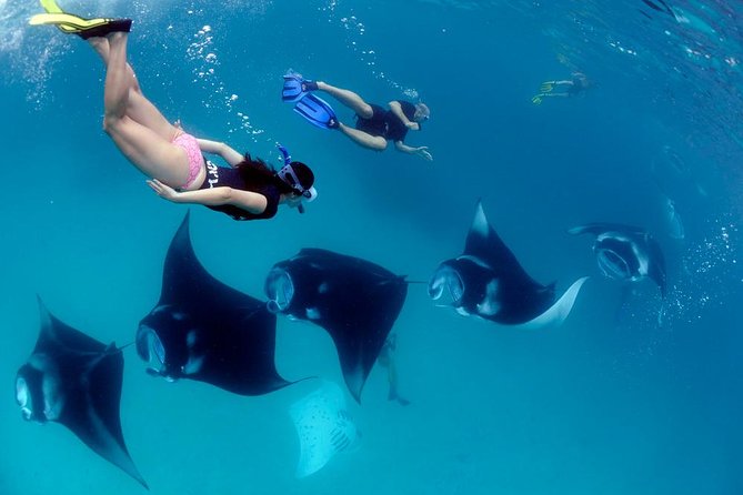One Day Snorkeling Trip & West Tour Nusa Penida by Penidago - Key highlights to know before you go