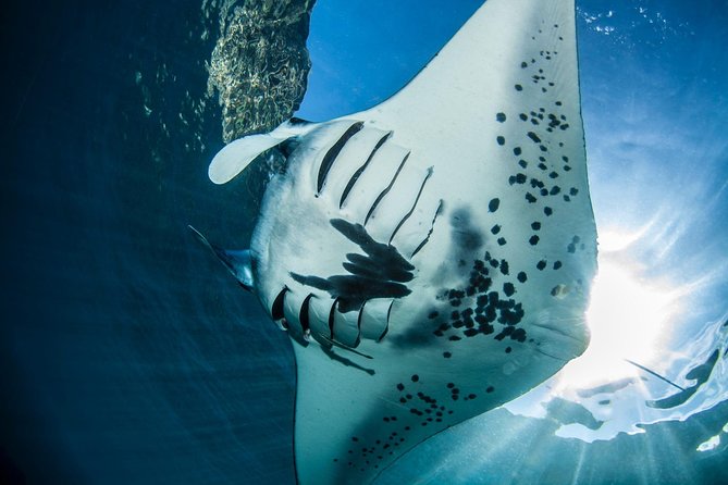 Open Water Course in Nusa Lembongan - Get Certified on remote island (next Bali) - Key highlights that make this course worth your attention