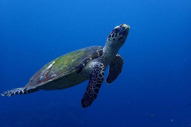 Open Water Course in Nusa Lembongan - Get Certified on remote island (next Bali) - Equipment, facilities, and why this setup reduces friction