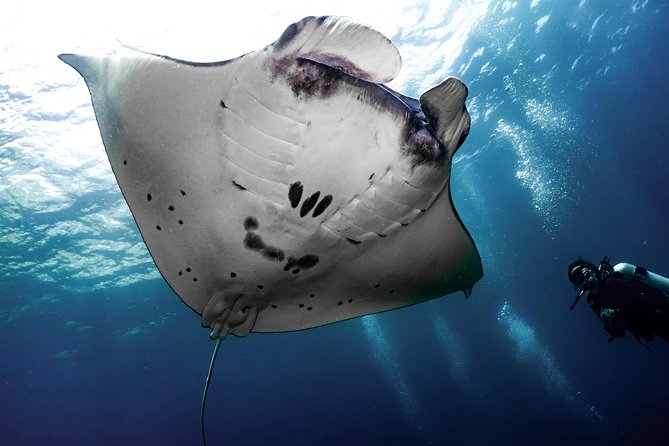 Open Water Course in Nusa Lembongan - Get Certified on remote island (next Bali) - Marine life expectations: manta rays, turtles, octopus, and more