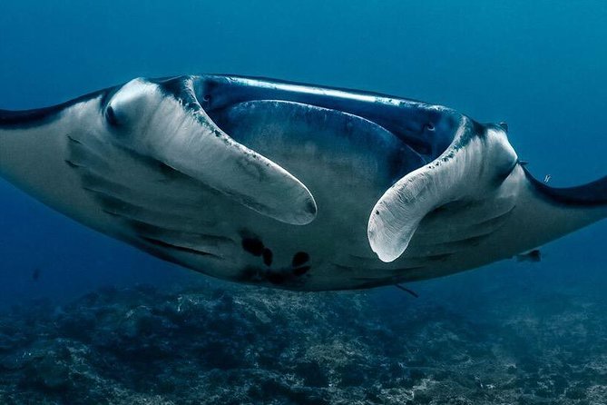 Open Water Course in Nusa Lembongan - Get Certified on remote island (next Bali) - Price and value: is $461.48 reasonable?