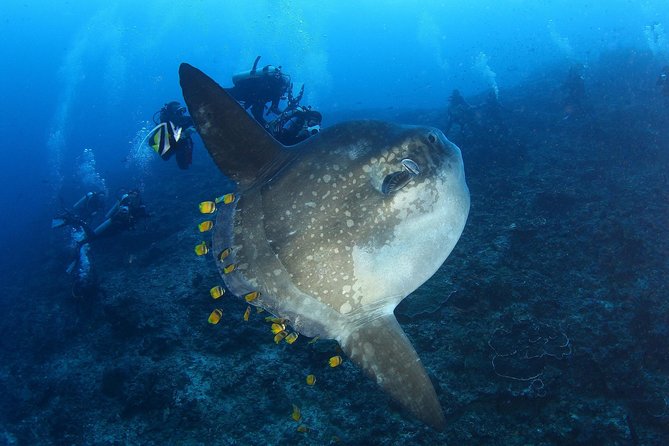 Open Water Course in Nusa Lembongan - Get Certified on remote island (next Bali) - What you’ll actually learn: SSI skills, shallow practice, then open ocean
