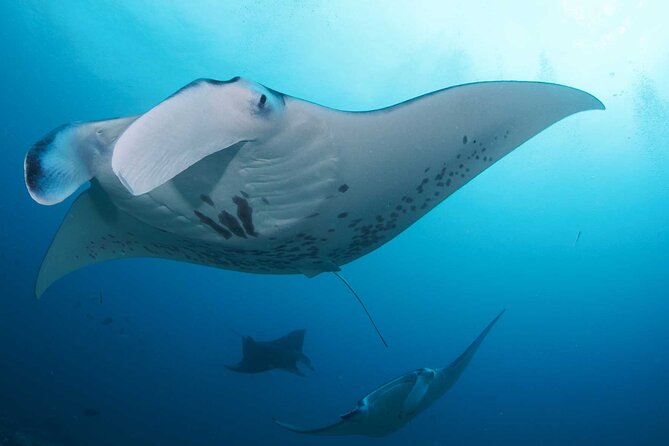 PADI Open water Course in Lembongan - Get certified & dive anywhere in the world - Days 2–3: Open-Water Sessions Around Nusa Penida