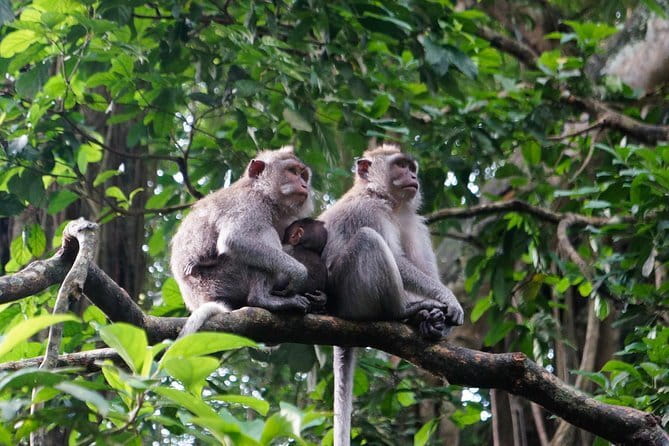 Private Bali Customized Tours - Who This Private Tour Fits Best
