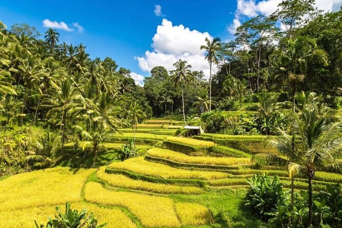 Private Bali Tour - All Inclusive - Picheaven Bali Swing: canyon views with real heat in the mix