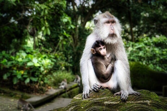 Private Day Tour In Ubud With Jungle Swing All Inclusive - Pickup, travel time, and how the 8 hours typically feel