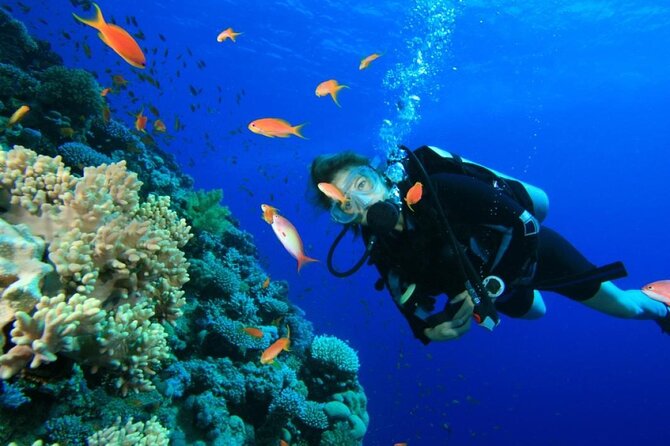 Private Diving Experience in Nusa Dua with Hotel Pick Up - Price and what you really get for $59