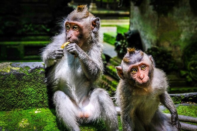Private Full Day Tour In Ubud Bali - Tirta Empul Temple: Ritual Bathing at a Living Spring