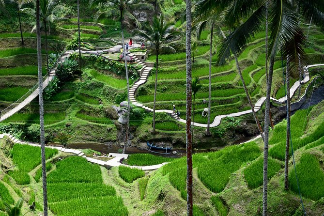 Private Full Day Tour to Ubud Highlights with Giant Swing - Price and Value: Why $73 Can Make Sense Here