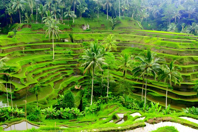 Private Half Day-Tour: Ubud Art Village Trip - Passing a Famous Temple on the Way