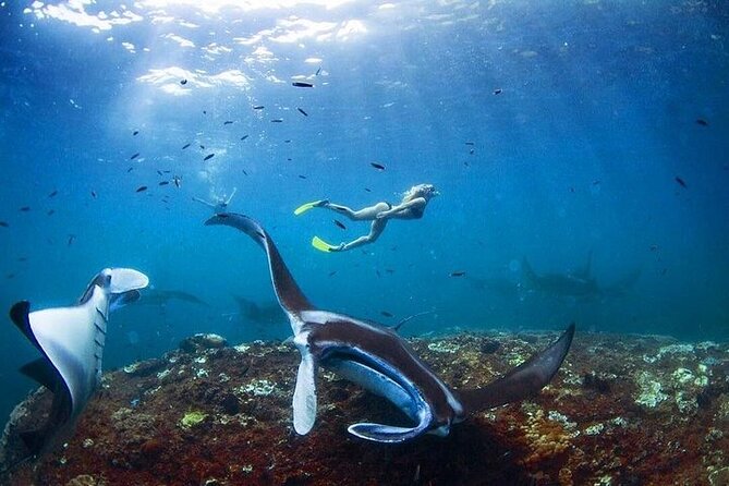 PRIVATE Nusa Penida on Boat Snorkeling & Island Tour (INCLUSIVE) - What you’re really booking: snorkel time first, then Penida viewpoints