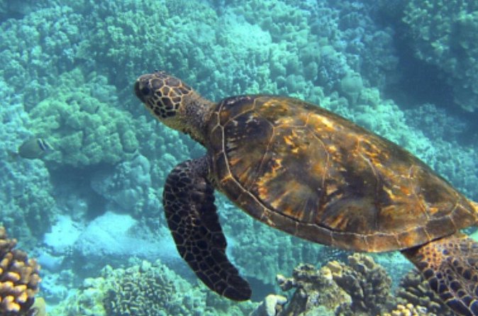 Private Snorkeling from Nusa Penida - Who this is best for, and who should think twice