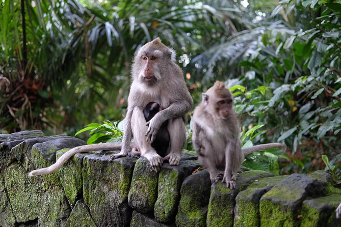 Private Tour: Bali in a Day - Penglipuran Village: tradition, rituals, and a calm sense of order
