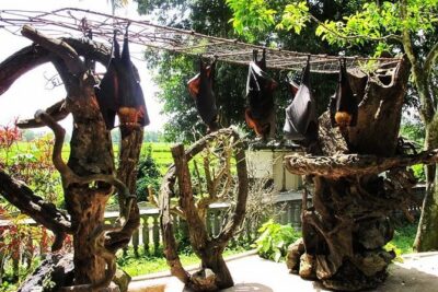 Private Tour: Half Day Tanah Lot Sunset Tours - Alas Kedaton: A Forest Temple Stop With Different Energy