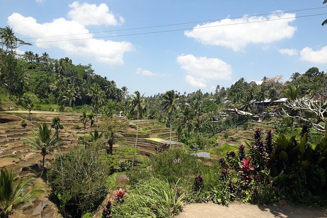 Private tour in Ubud country side - 8:00 am pickup from Kuta, then on to Ubud countryside