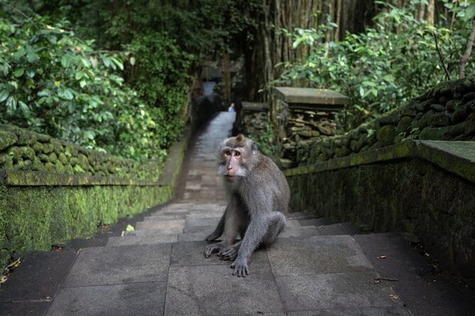 Private Ubud Day Tour Waterfalls Sacred Monkeys and Rice Fields - Why This Ubud Day Tour Feels Like a Full Bali Day