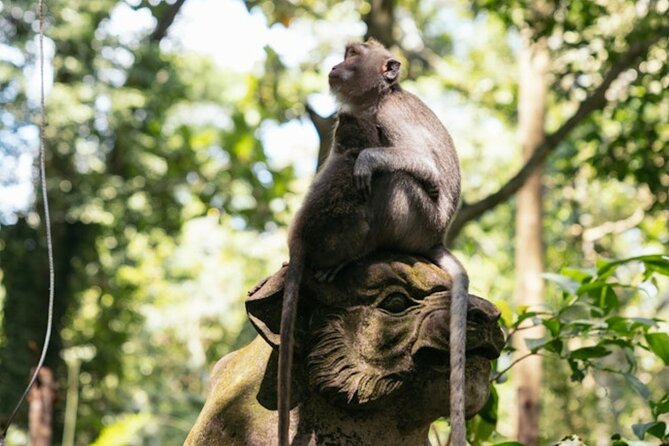 Private Ubud Day Tour Waterfalls Sacred Monkeys and Rice Fields - Sahadewa Barong Dance and Fire Dance: More Than a Show