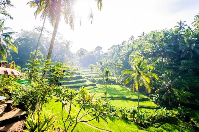Private Ubud Day Tour Waterfalls Sacred Monkeys and Rice Fields - Sacred Monkey Forest Sanctuary: Sacred Space and Close-Up Wildlife
