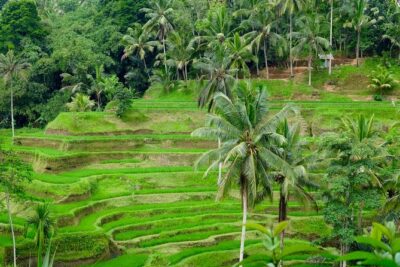Private Ubud Tour with Hidden Waterfalls - The Craft Villages of Tohpati, Celuk, and Mas: More Than Souvenir Shopping