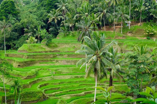 Private Ubud Tour with Hidden Waterfalls - The Craft Villages of Tohpati, Celuk, and Mas: More Than Souvenir Shopping