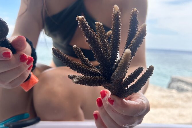 Reef Rehabilitation Course and Snorkeling - Key things I’d circle on your booking list