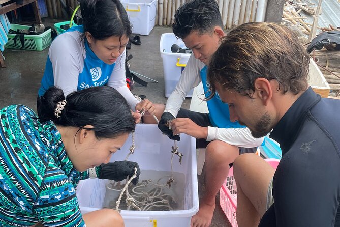 Reef Rehabilitation Course and Snorkeling - Reef Rehabilitation on Nusa Penida: what you’re really paying for