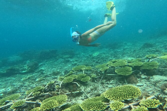 Reef Rehabilitation Course and Snorkeling - Coral Cafe, a local lunch, and a real break from the water