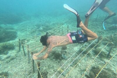Reef Rehabilitation Course and Snorkeling - The 6-hour flow: from coral lessons to planting 70 corals